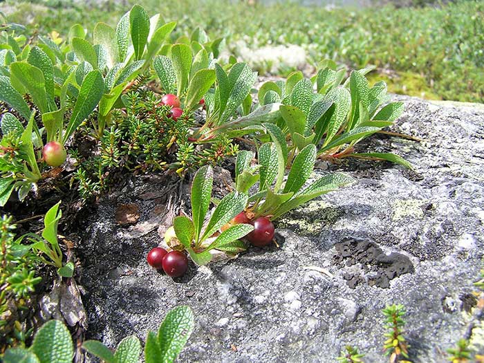 Арктоус альпийский Arctous alpina (L.) Niedensu Cем. Вересковые