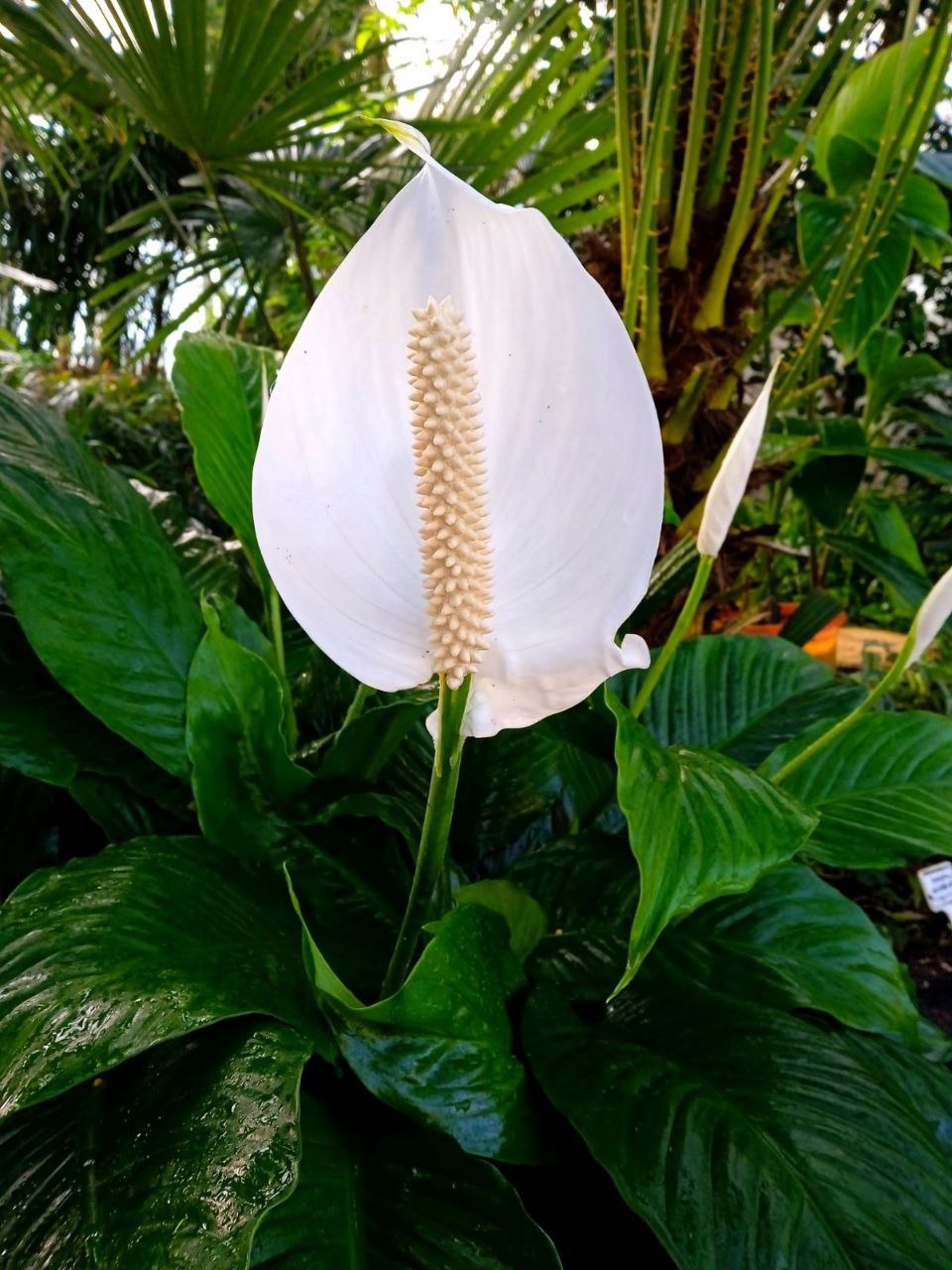 Спатифиллум. Ещё это растение называют «женское счастье», "женский цветок" или "цветок любви" и приписывают способность улучшает энергетику в доме. В природе распространено от Центральной и Южной Америки до Восточной Азии. 