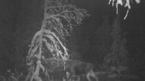 Embedded thumbnail for &quot;Три спутника&quot;: лоси в заснеженном лесу, Вишерский камень, октябрь 2017 года