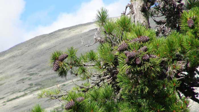 . Кедр сибирский  (побеги  с шишками)  Pinus sibirica Du Tour  Cем. Сосновые