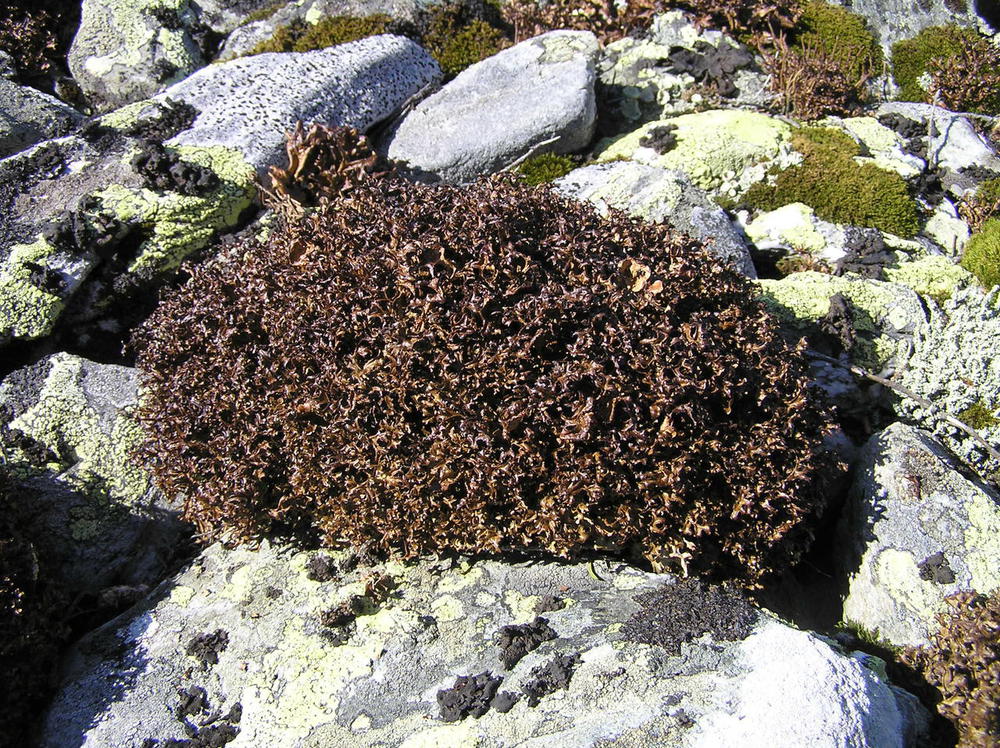 Cetraria islandica (L.) Ach. - Цетрария исландская