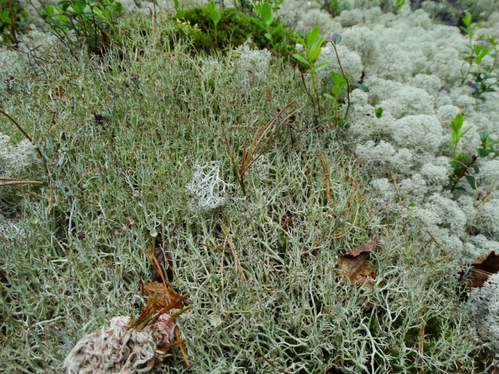 Cladonia amaurocraea (Florke) Schaer – Кладония стройная