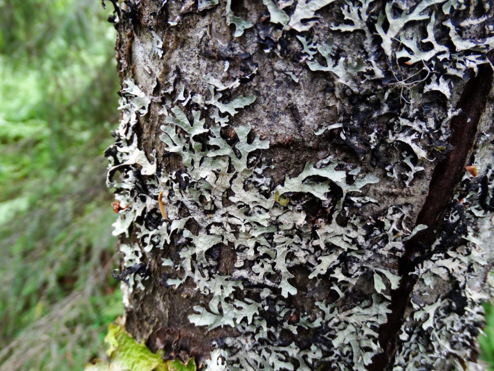 Parmelia sulcata Taylor – Пармелия бороздчатая