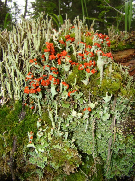 Cladonia coccifera (L.) Willd. – Кладония шариконосная