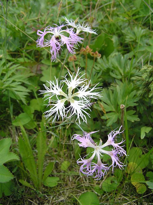Гвоздика пышная Dianthus superbus L. Cем. Гвоздичные