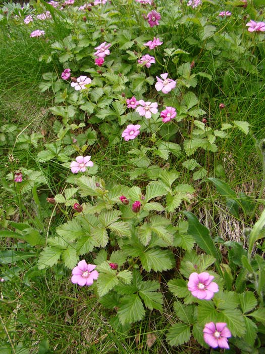 Княженика Rubus arcticus L. Сем. Розоцветные