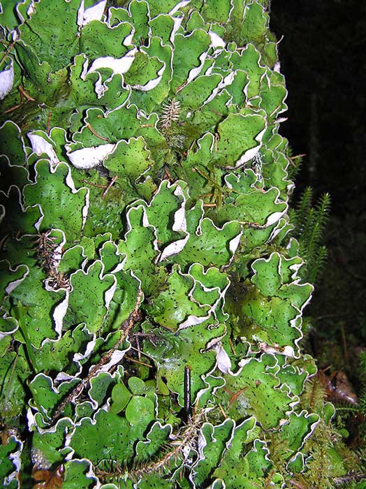 Peltigera aphthosa (L.) Willd – Пельтигера 