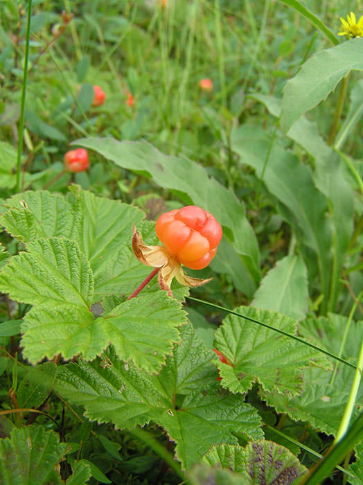 Морошка Rubus chamaemorus  L. Сем. Вересковые 