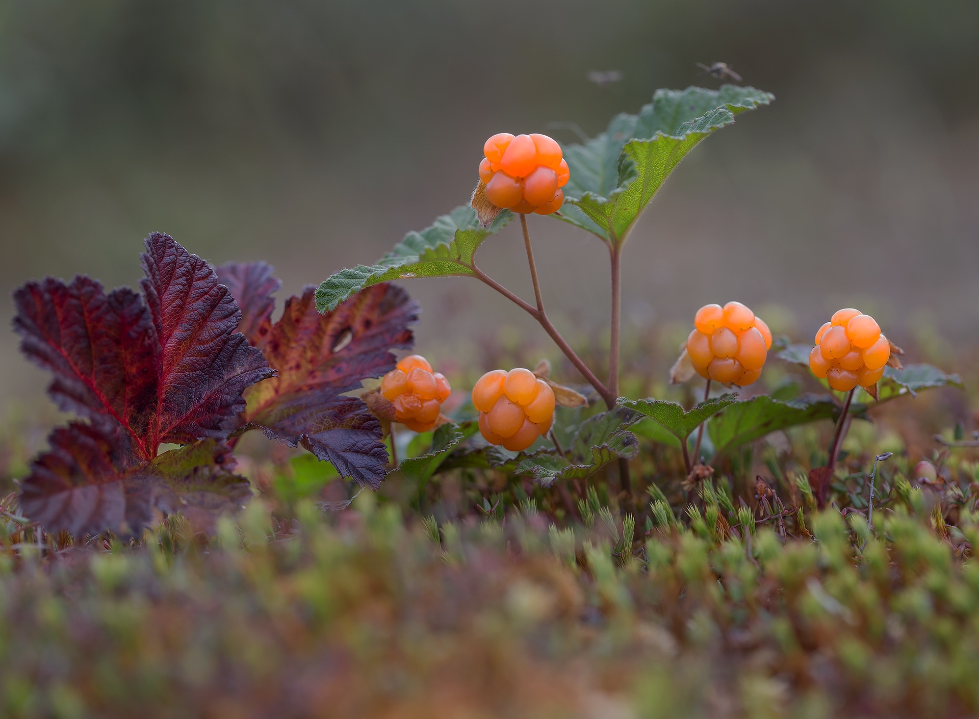 Cloudberry. Морошка ягода. Морошка ягода в тундре. Морошка Арктическая. Растения тундры Морошка.